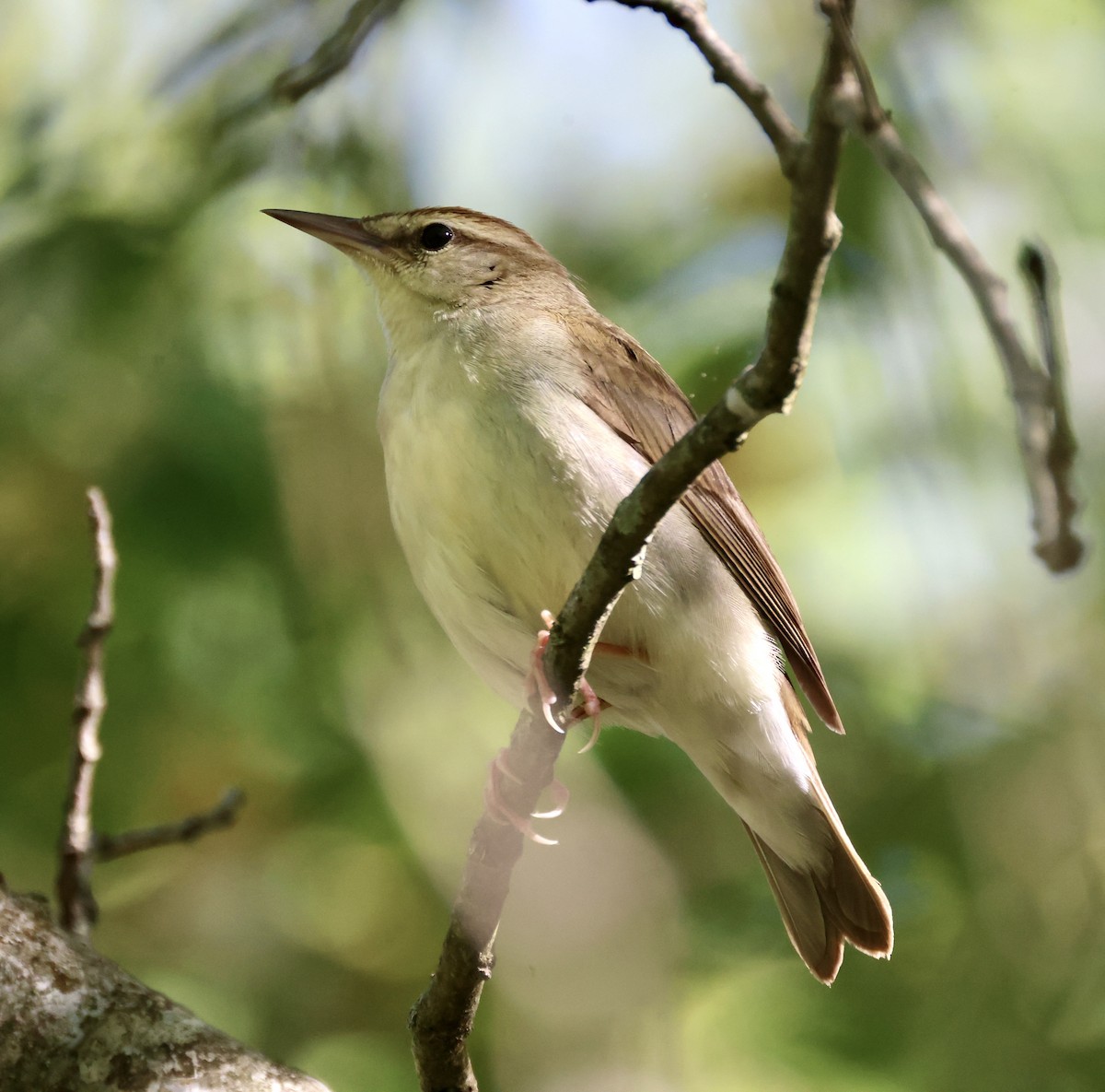 Swainson's Warbler - ML570290811