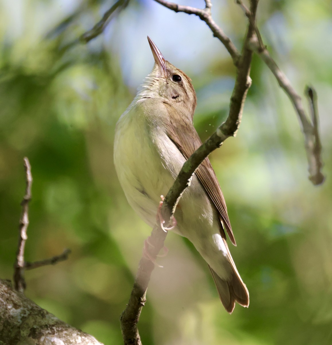 Swainson's Warbler - ML570290831