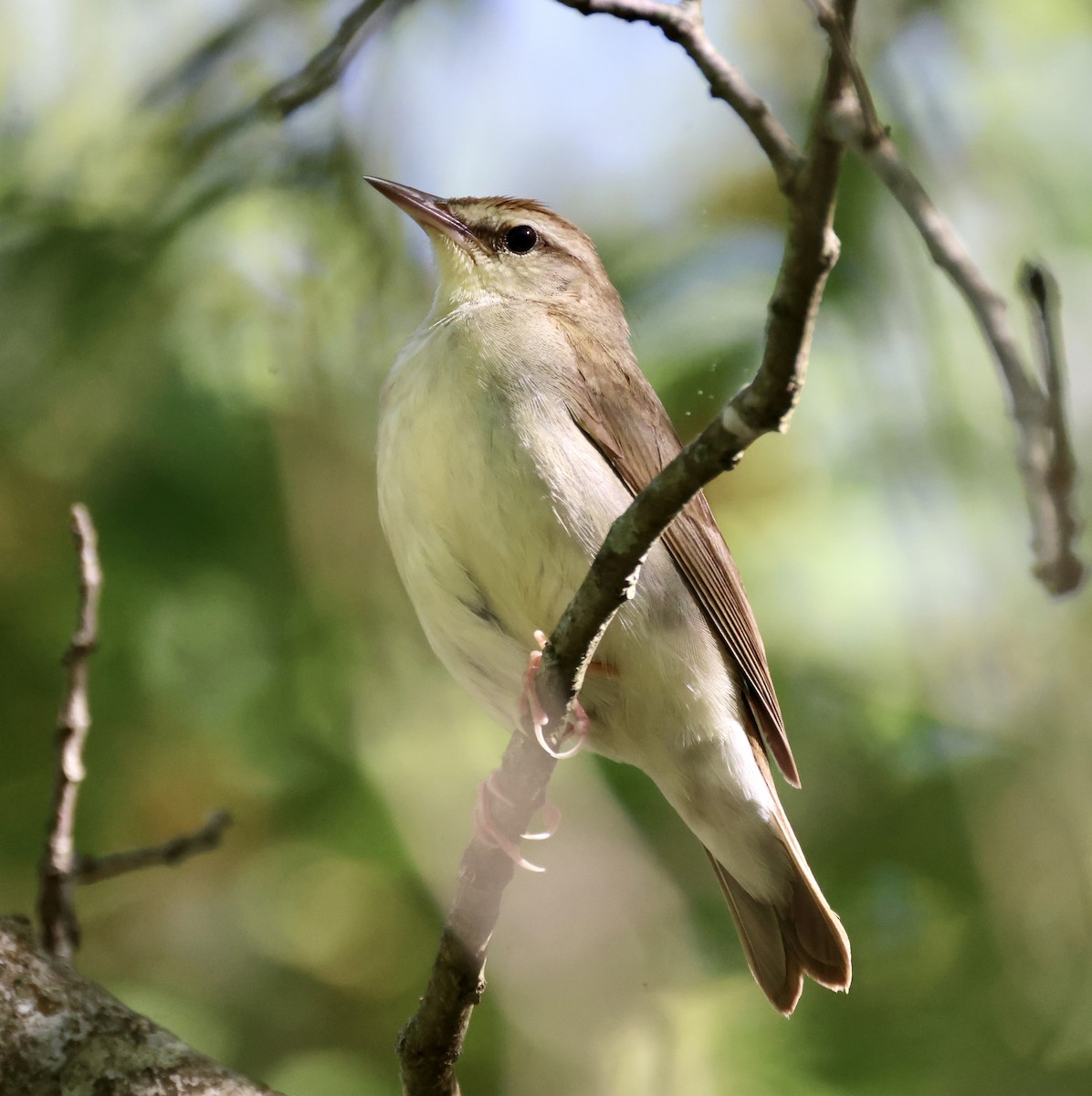 Swainson's Warbler - ML570290851