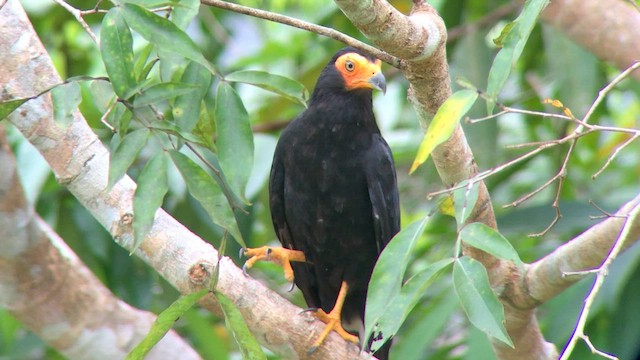 Caracara Negro - ML570291651