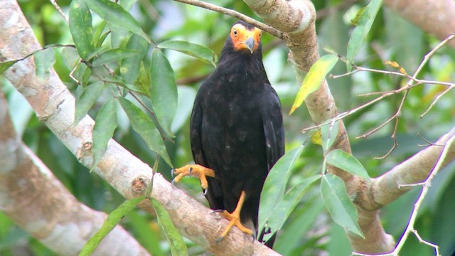 Caracara Negro - ML570291671