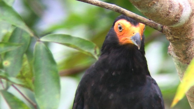 Black Caracara - ML570291691