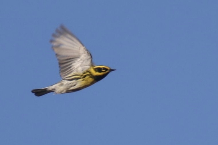 Townsend's Warbler - Ryan Terrill