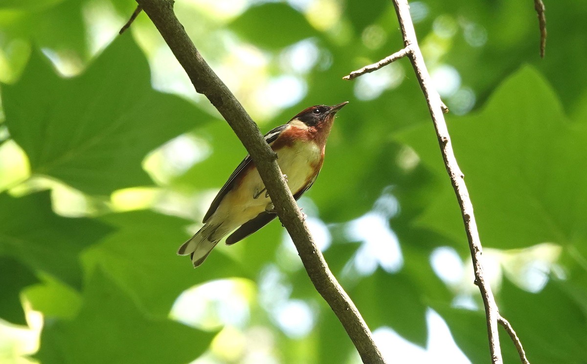 クリイロアメリカムシクイ - ML570292671