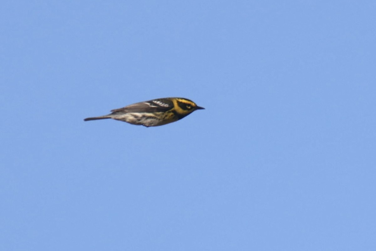 Townsend's Warbler - ML570292781