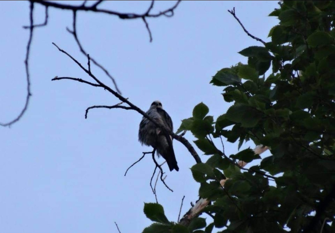 Mississippi Kite - ML570292861