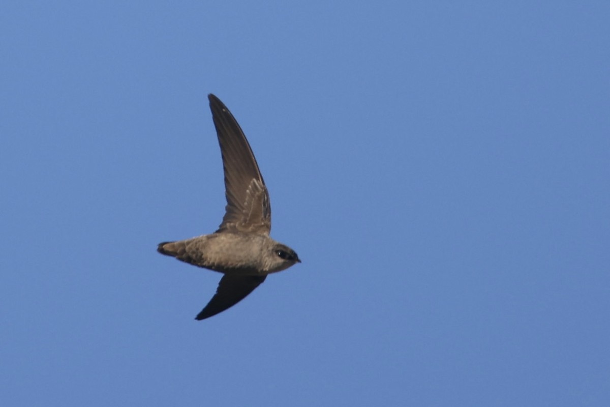 Vaux's Swift - ML570293181