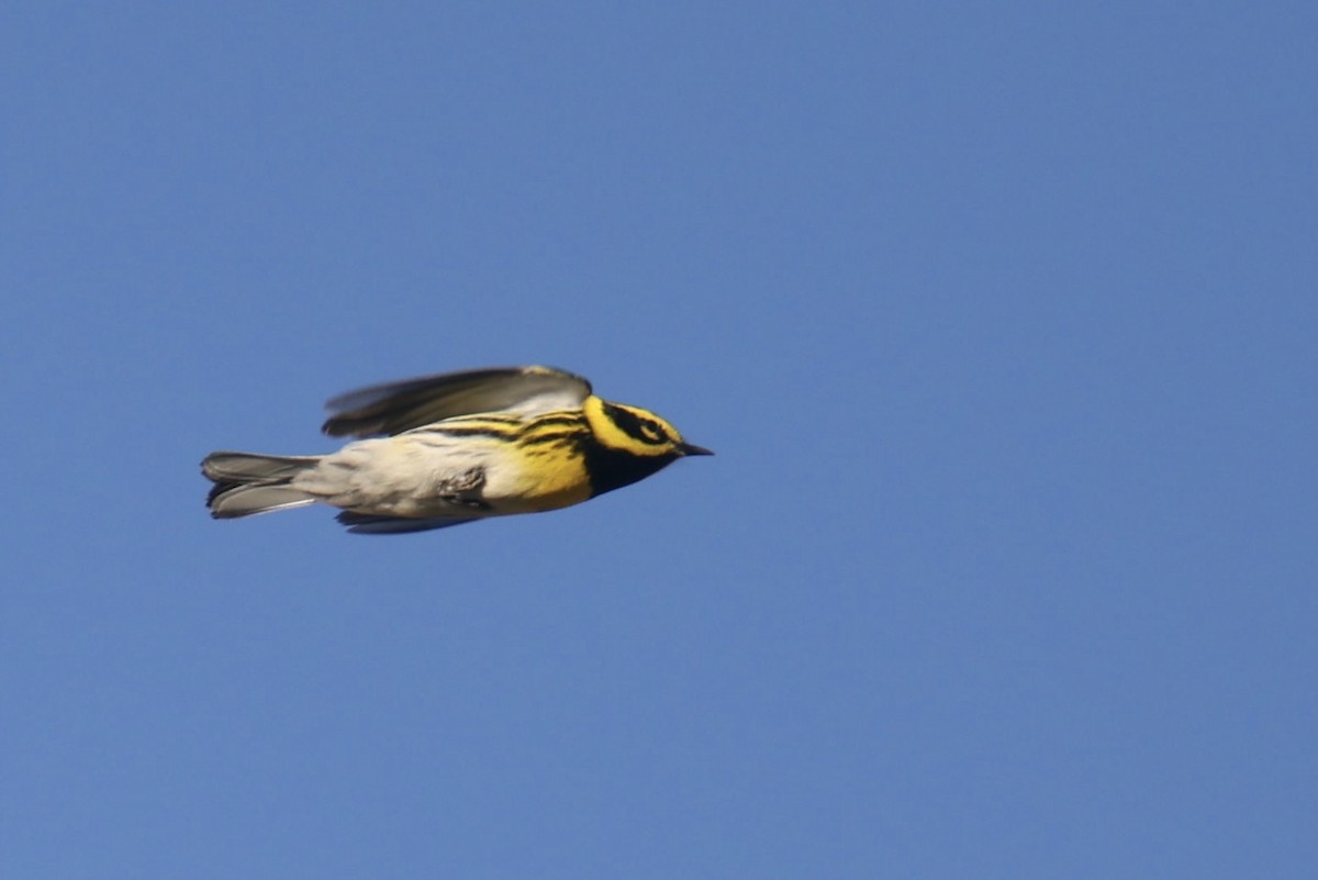 Townsend's Warbler - ML570293211