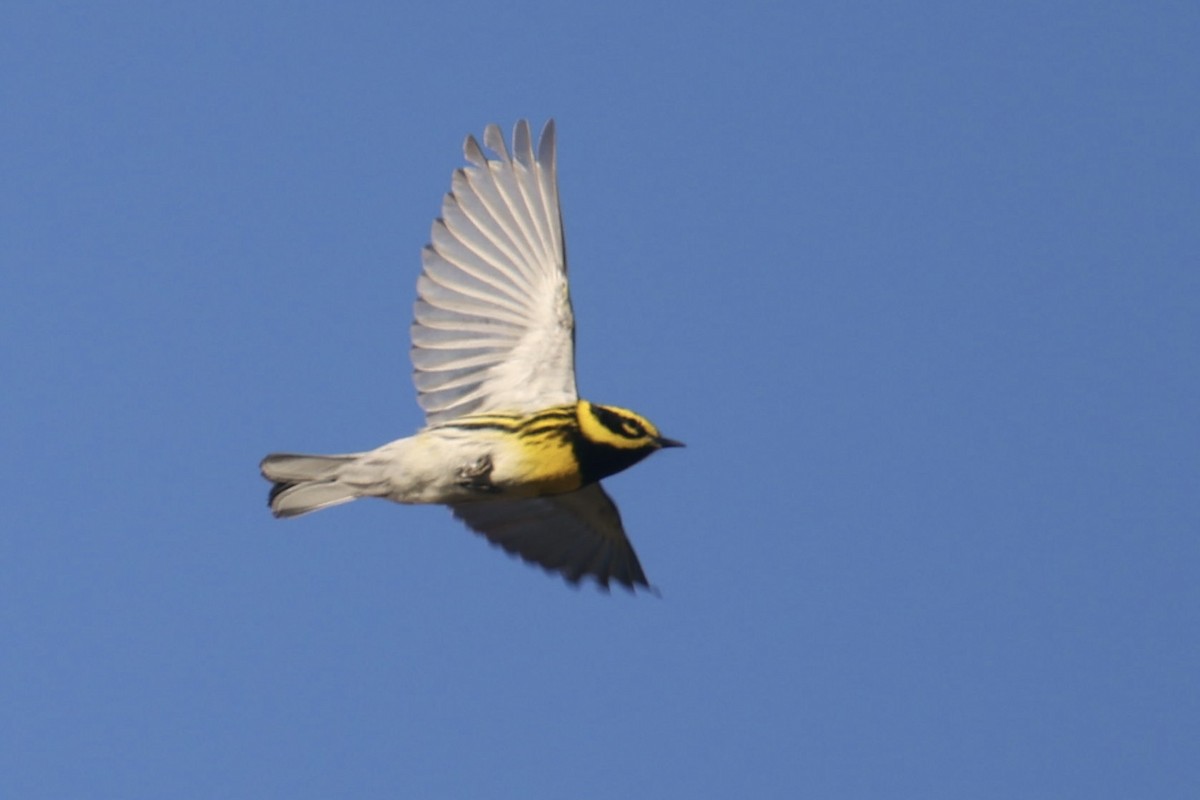 Townsend's Warbler - Ryan Terrill