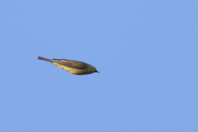 Orange-crowned Warbler - ML570293361