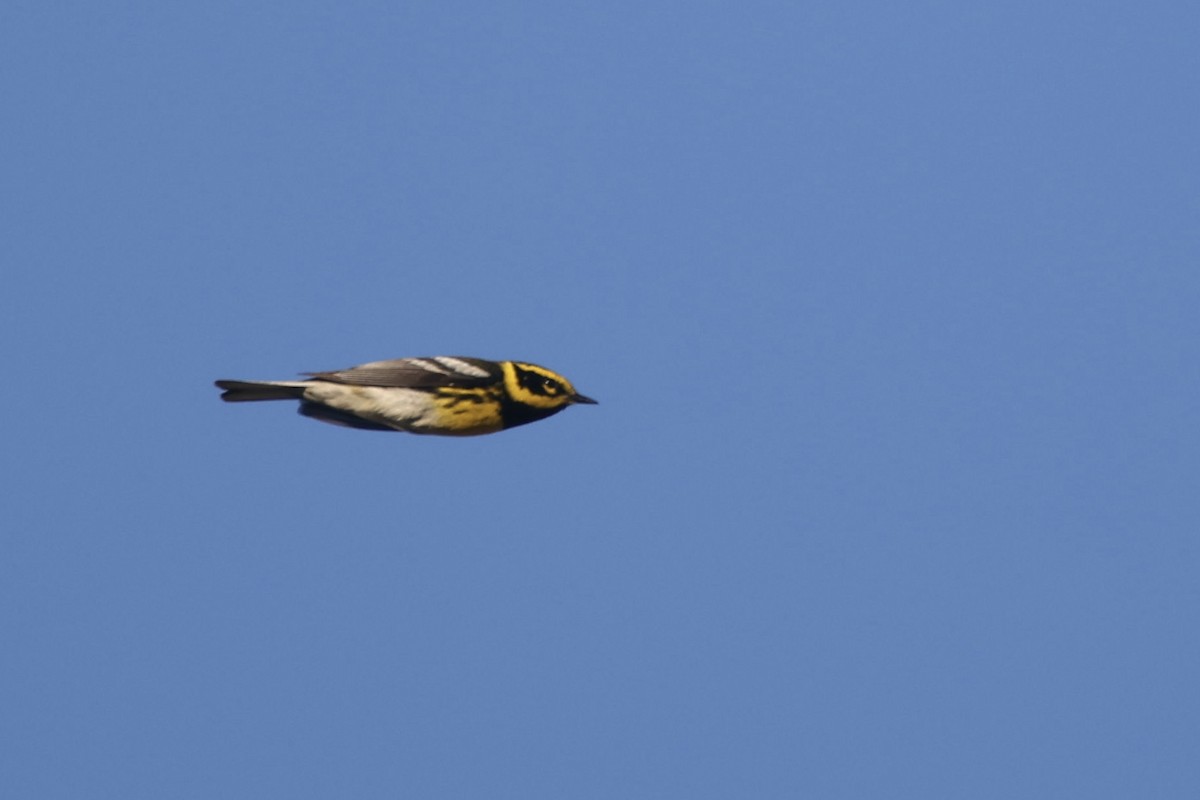 Townsend's Warbler - Ryan Terrill