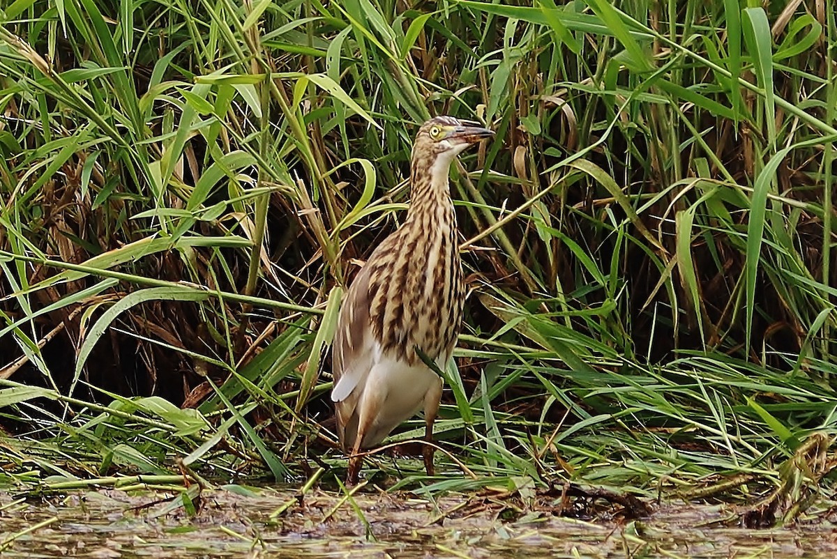 Indian Pond-Heron - Volker Lange