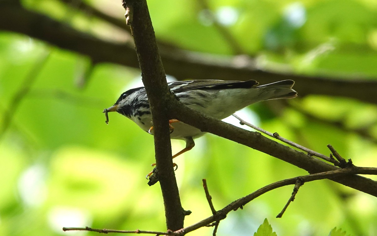 ズグロアメリカムシクイ - ML570293541