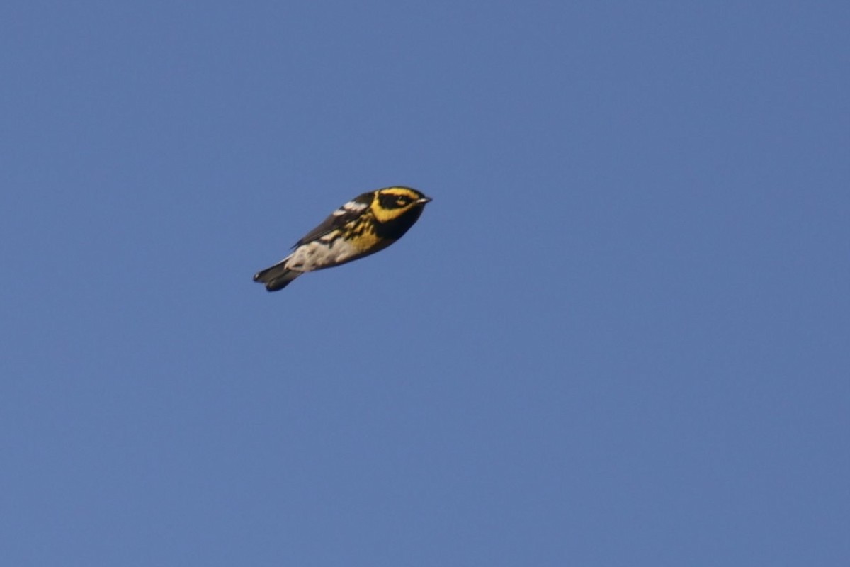 Townsend's Warbler - ML570293651