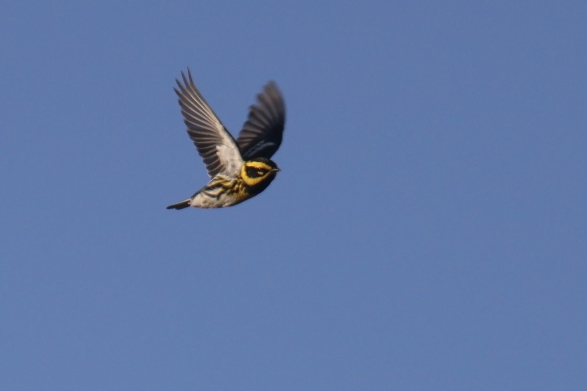 Townsend's Warbler - ML570293671