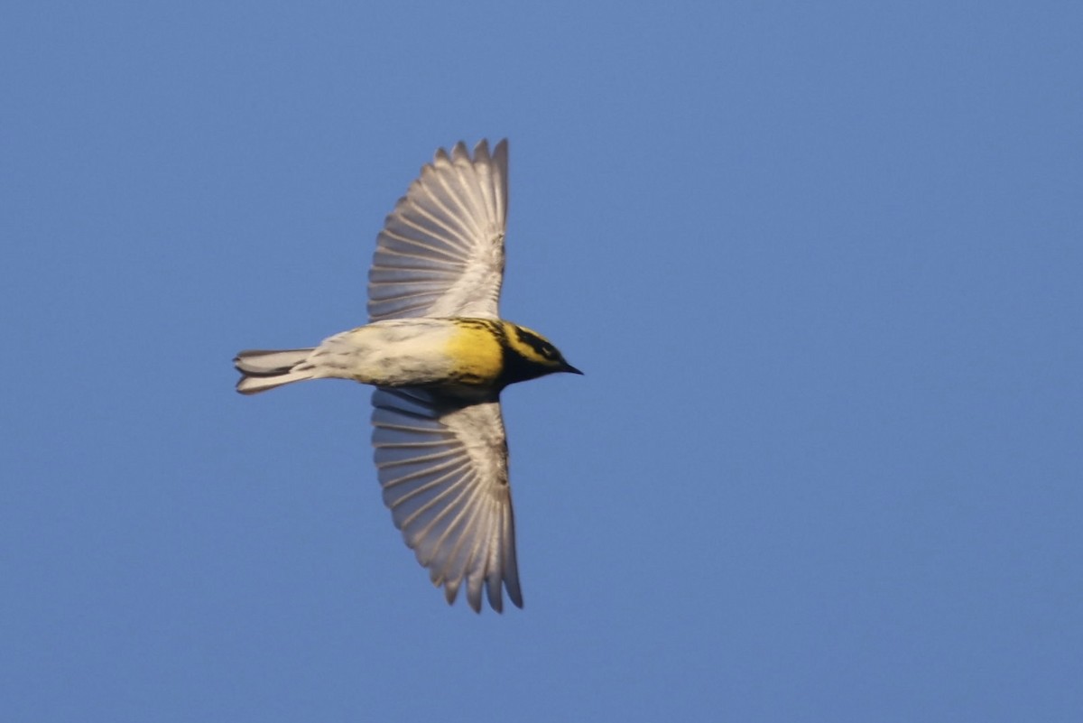 Townsend's Warbler - ML570293781