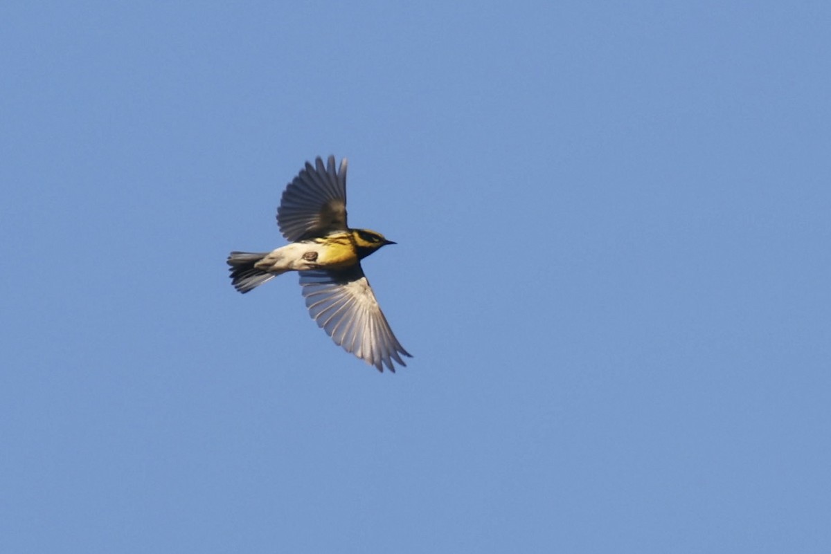 Townsend's Warbler - Ryan Terrill