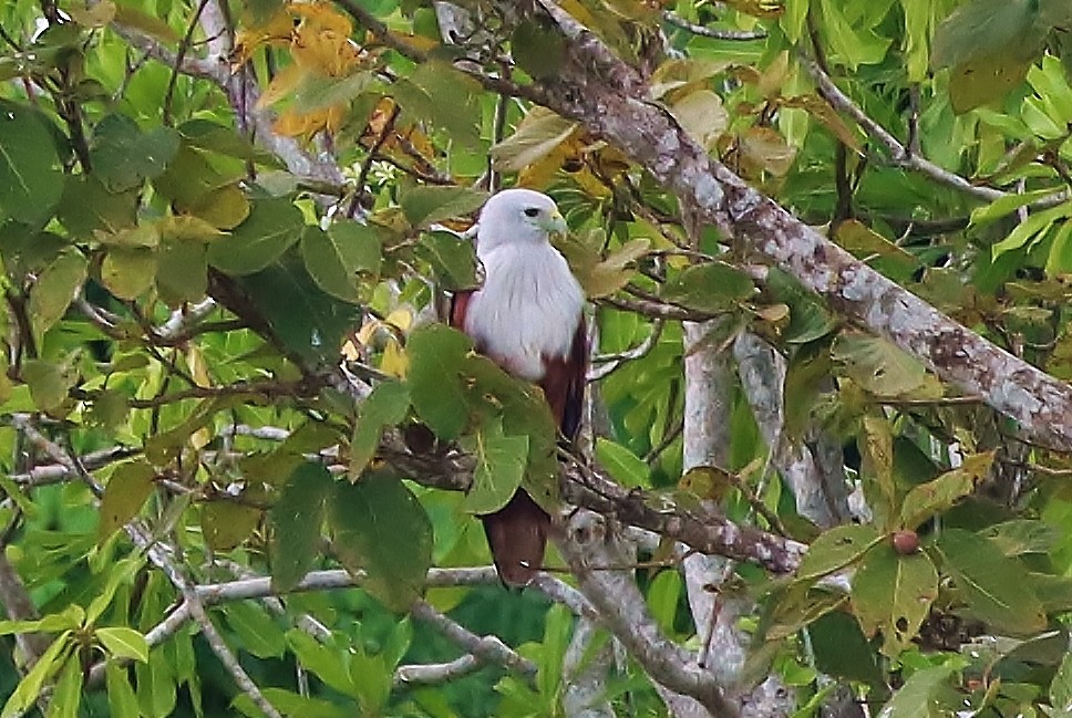 Brahminy Kite - ML570294541