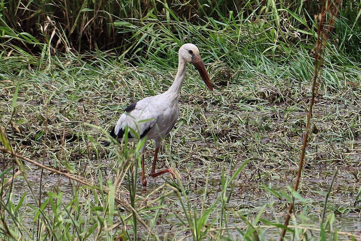 Asian Openbill - ML570294891