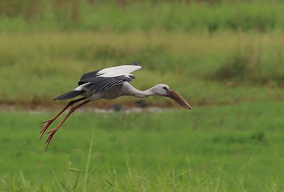 Asian Openbill - ML570294951