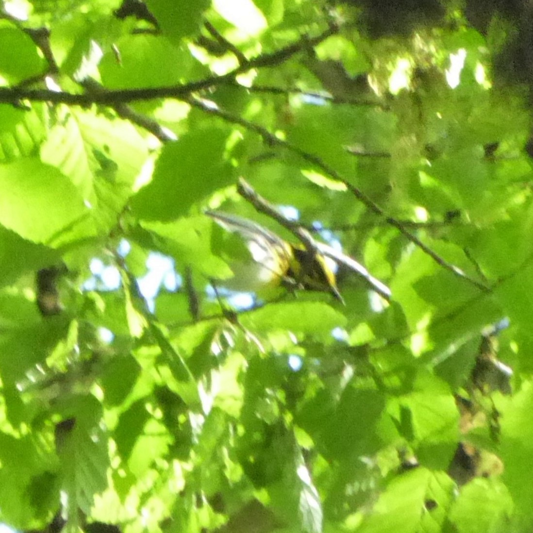 Townsend's Warbler - ML570295451