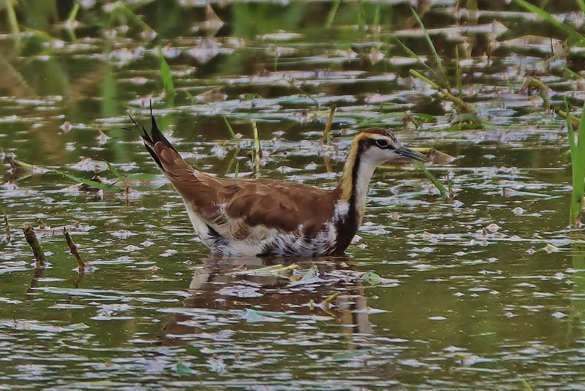 Pheasant-tailed Jacana - ML570295761