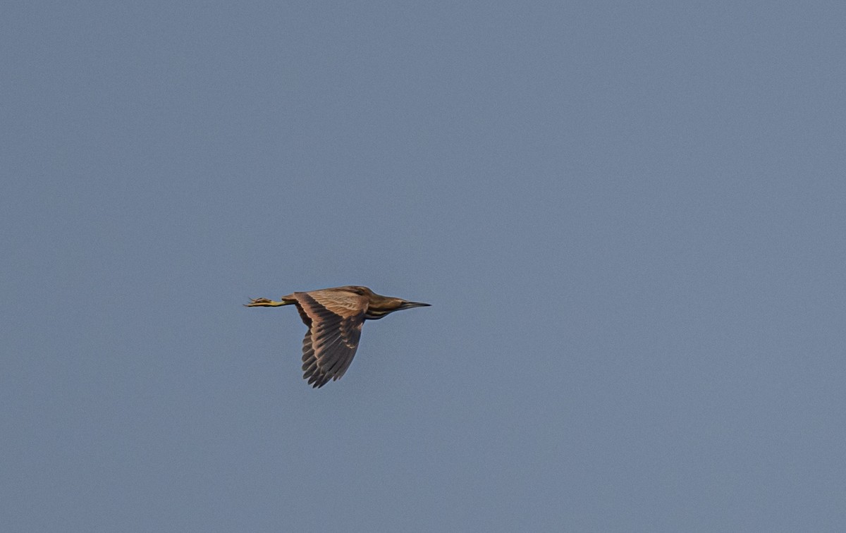 American Bittern - ML570297471