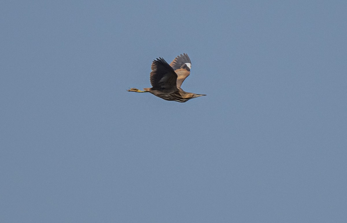 American Bittern - thomas berriman