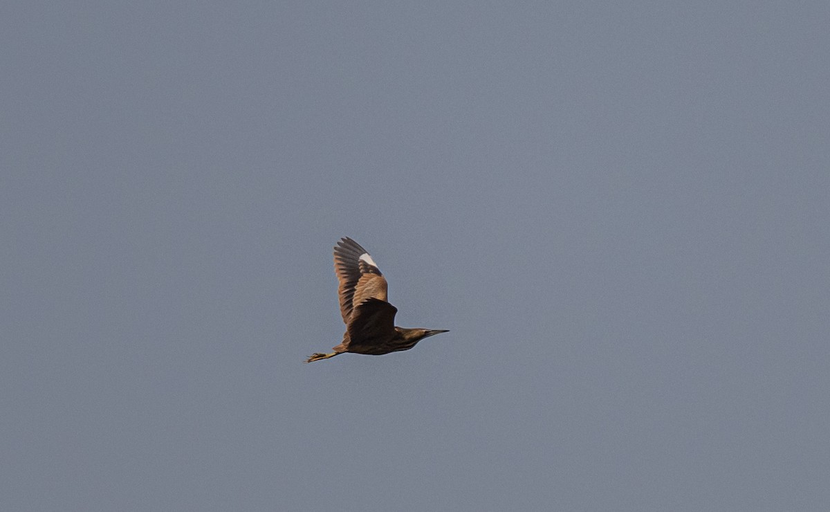 American Bittern - ML570297501