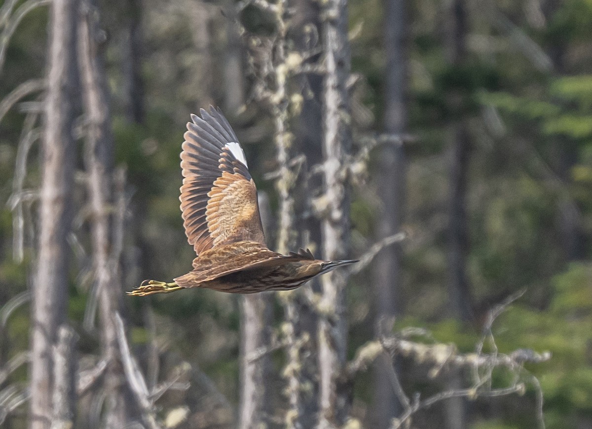 American Bittern - thomas berriman