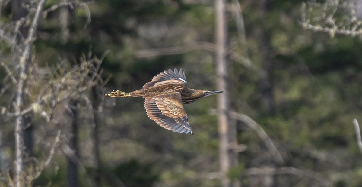 American Bittern - ML570297521