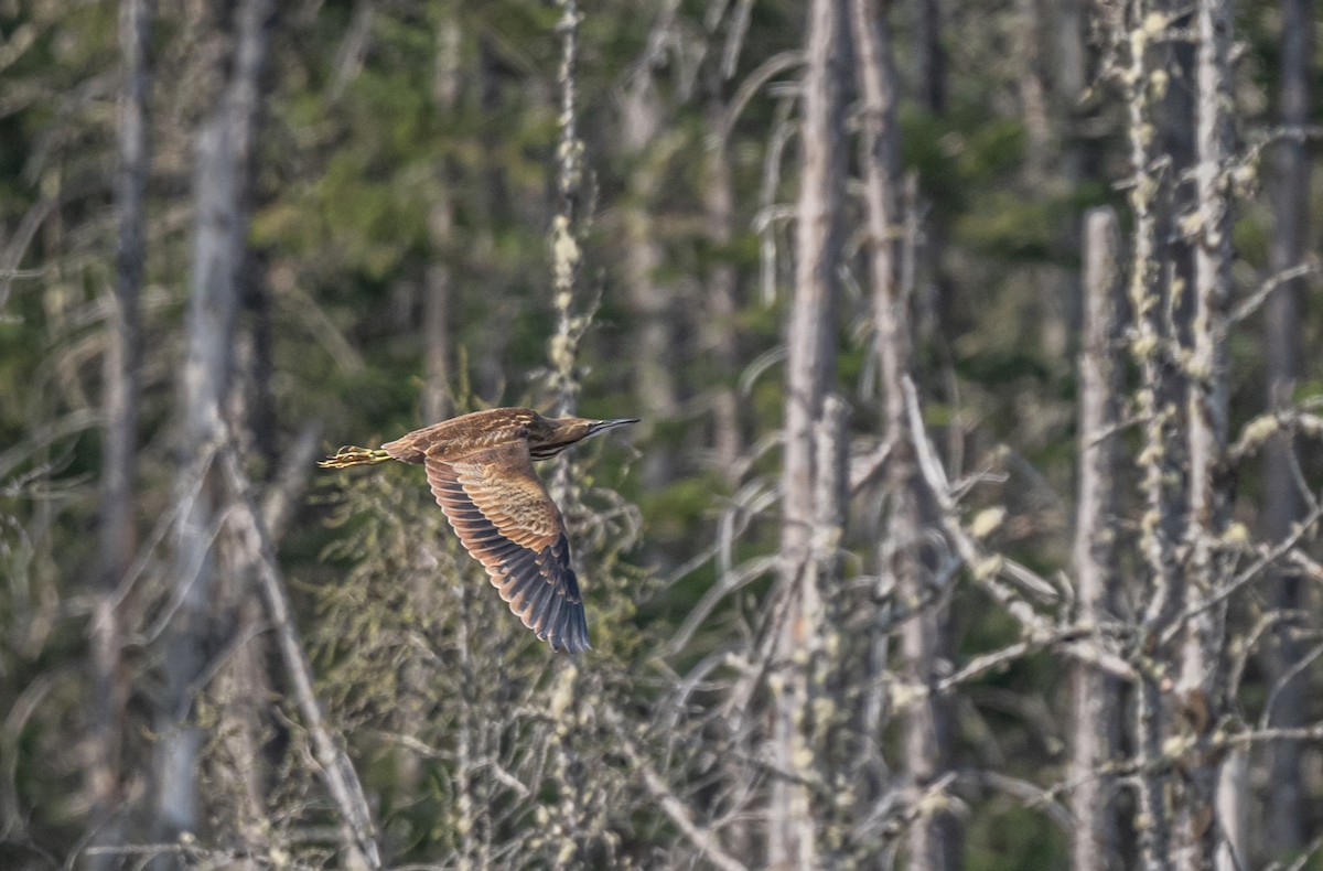 American Bittern - ML570297541