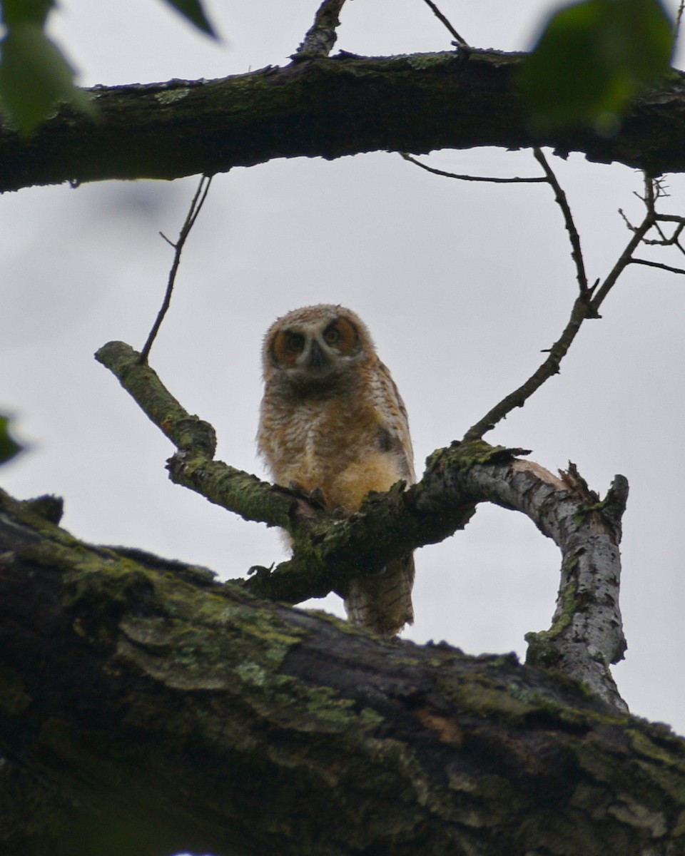 Great Horned Owl - ML570299111