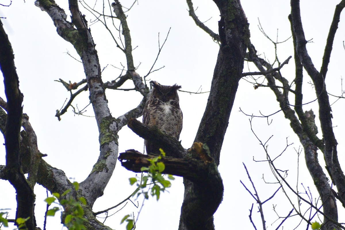 Great Horned Owl - ML570299121