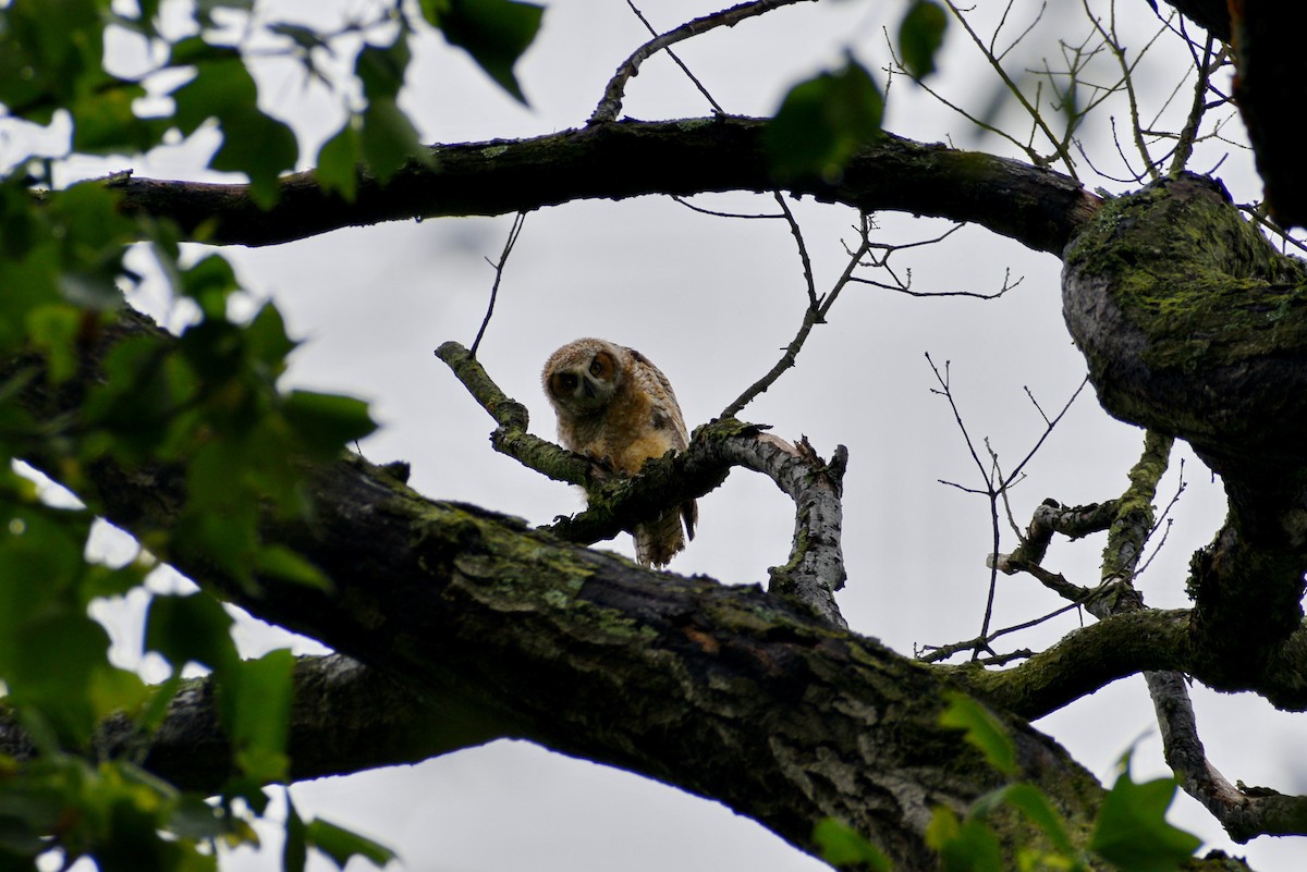Great Horned Owl - ML570299131