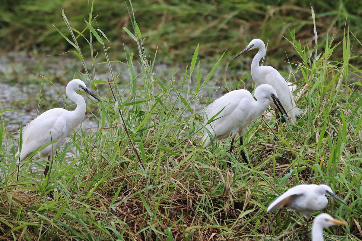 Little Egret - ML570299831