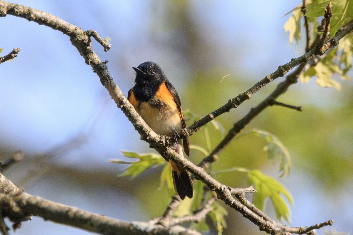 American Redstart - Gail Kahover