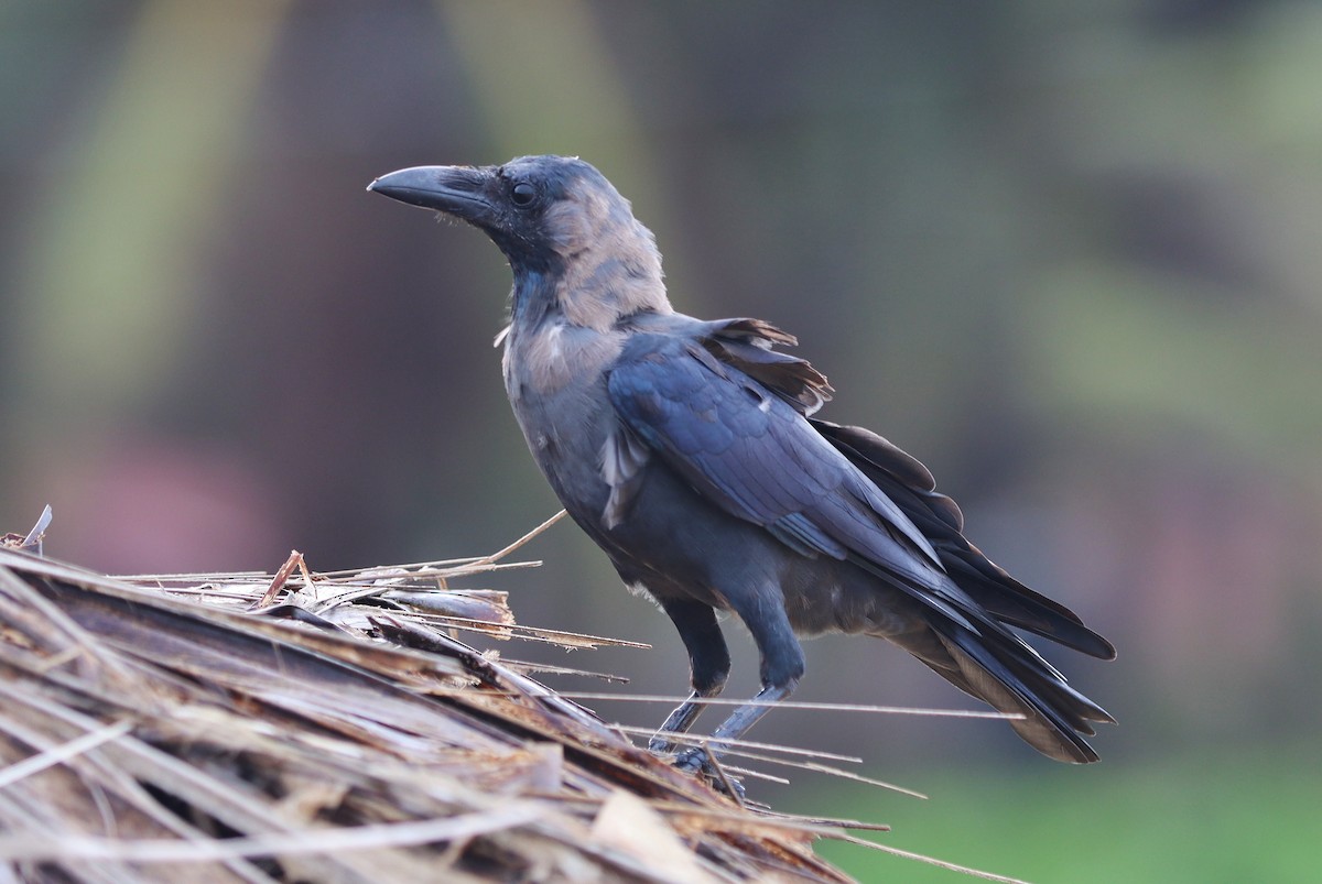 House Crow - ML570300961