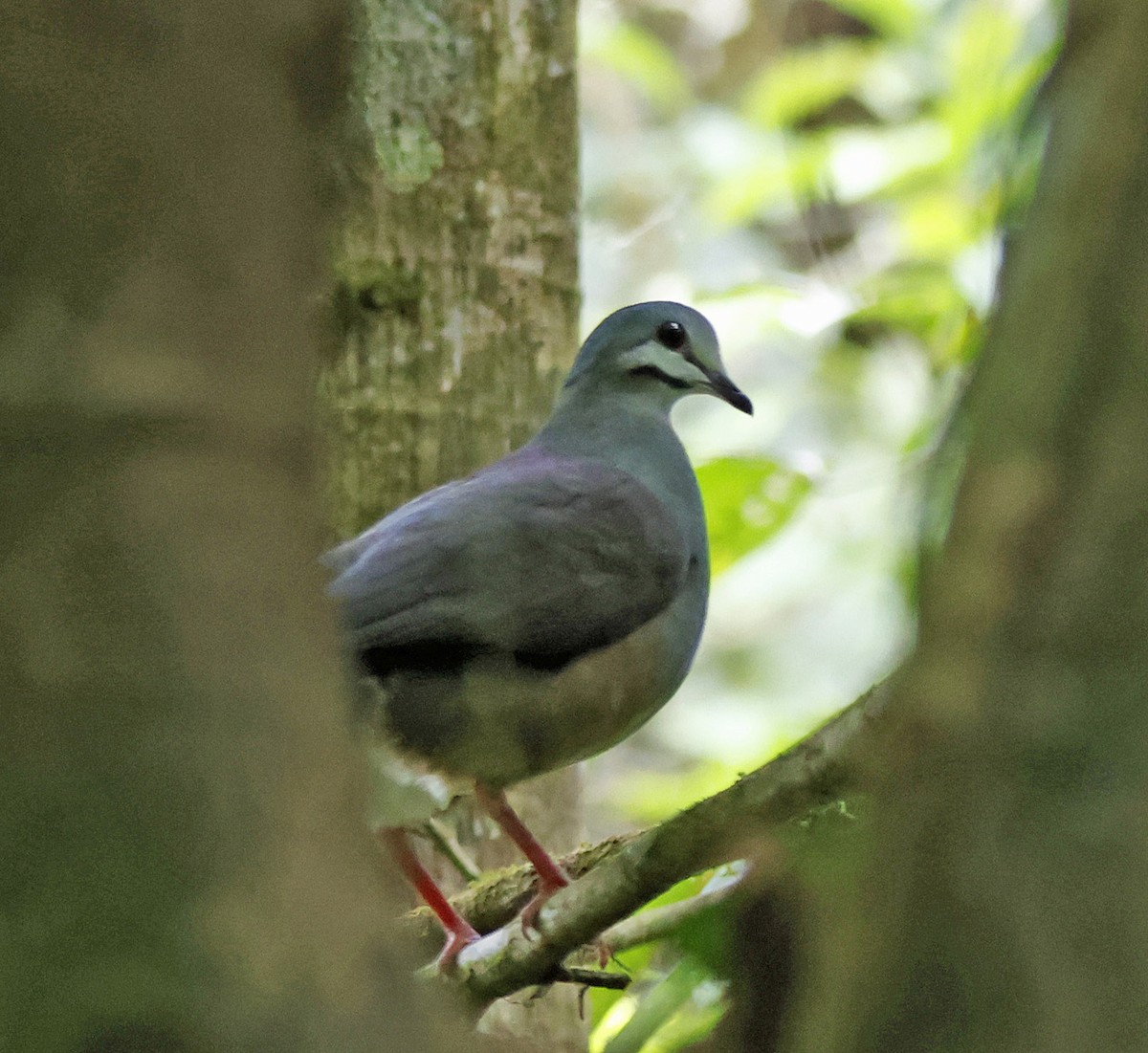 Purplish-backed Quail-Dove - ML570301241