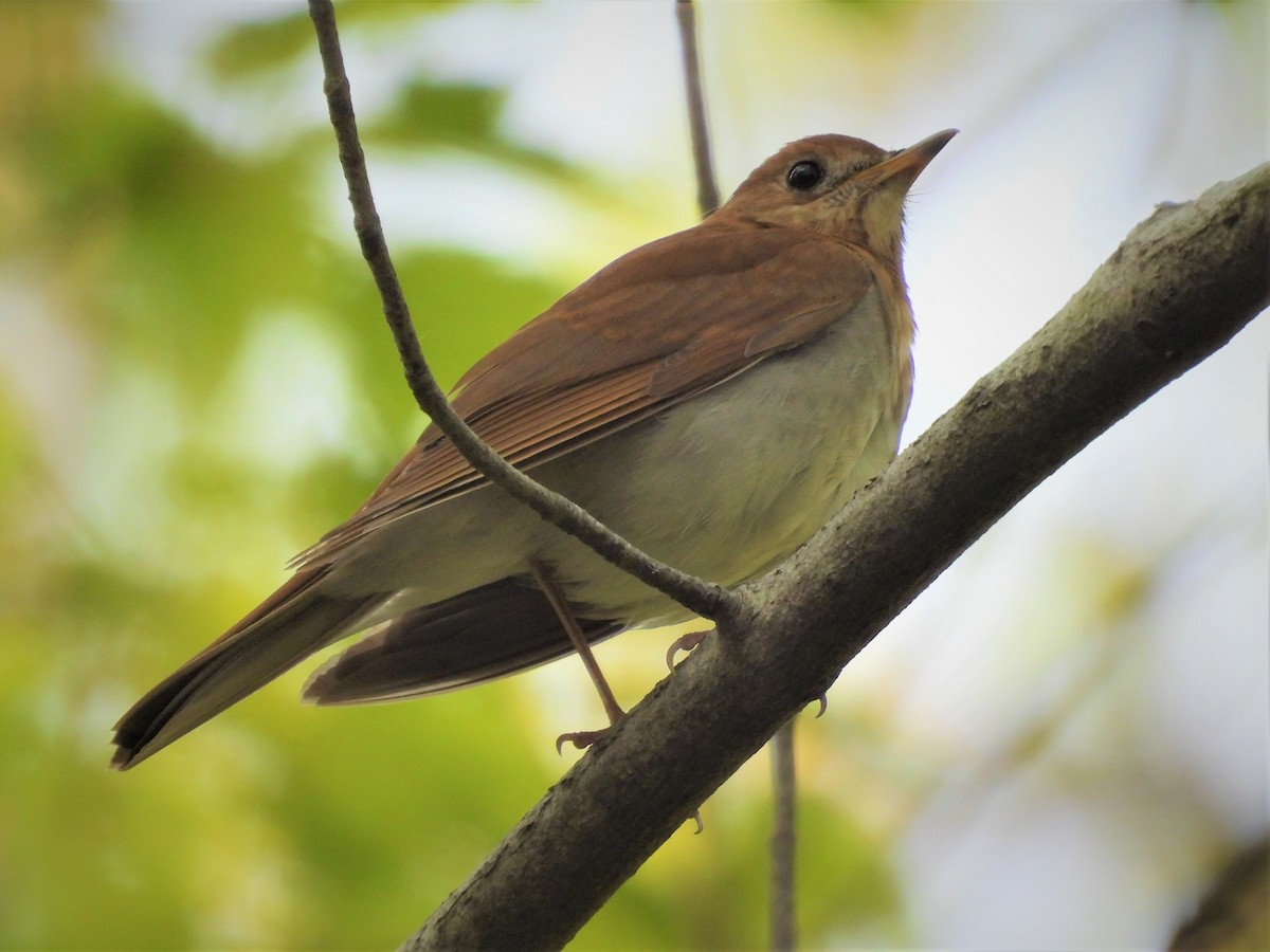 Veery - Susan Gowen