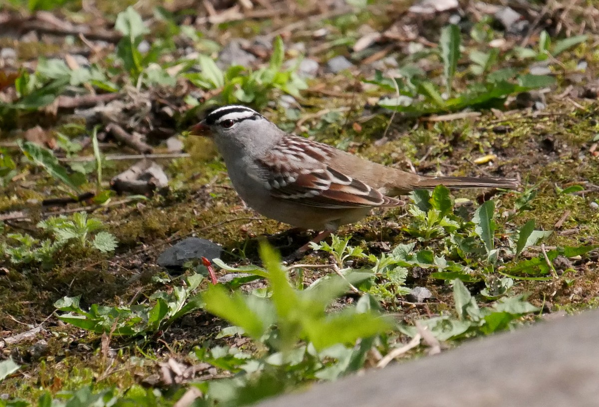 White-crowned Sparrow - ML570303211