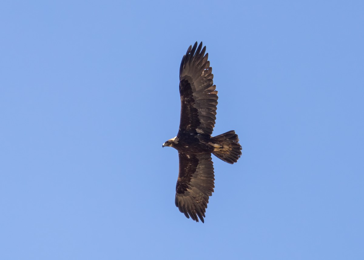 Golden Eagle - ML570303651