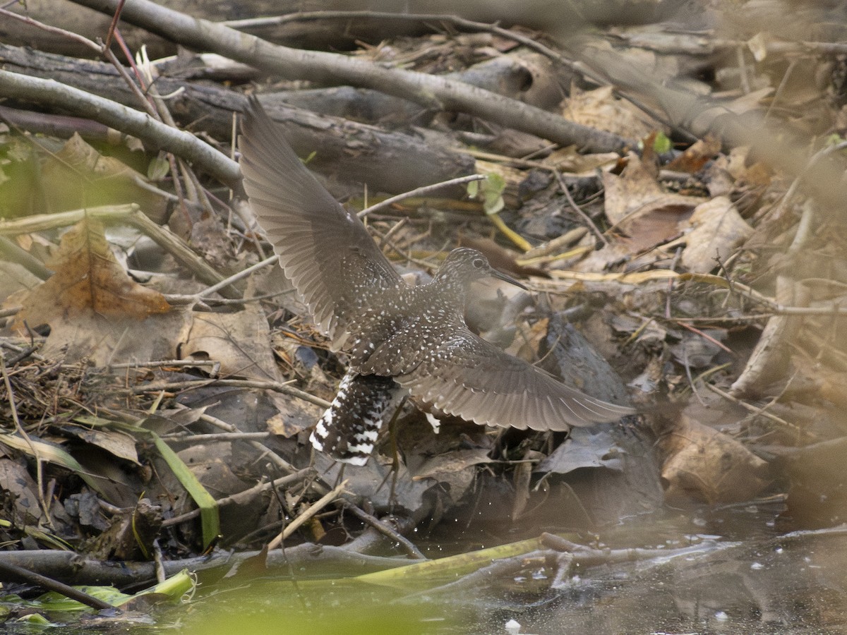 Solitary Sandpiper - ML570305511