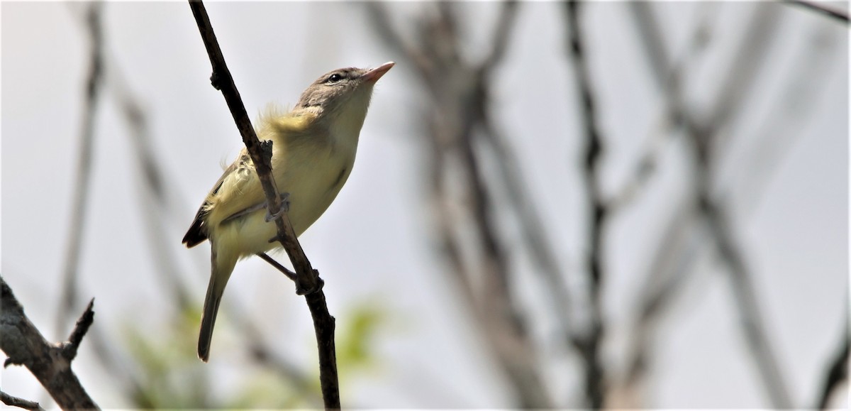 Bell's Vireo - ML570305521