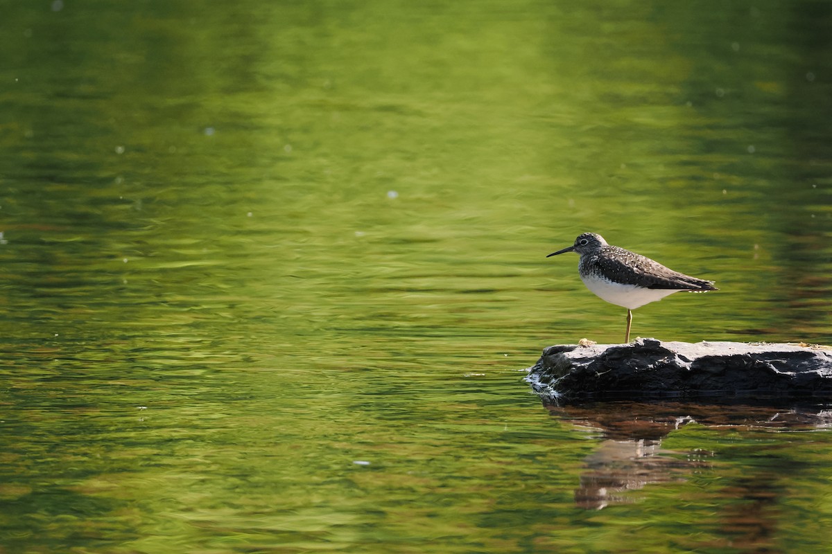 Solitary Sandpiper - David Kautz