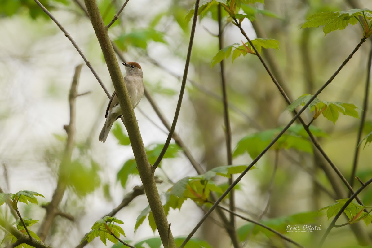 Eurasian Blackcap - ML570308551