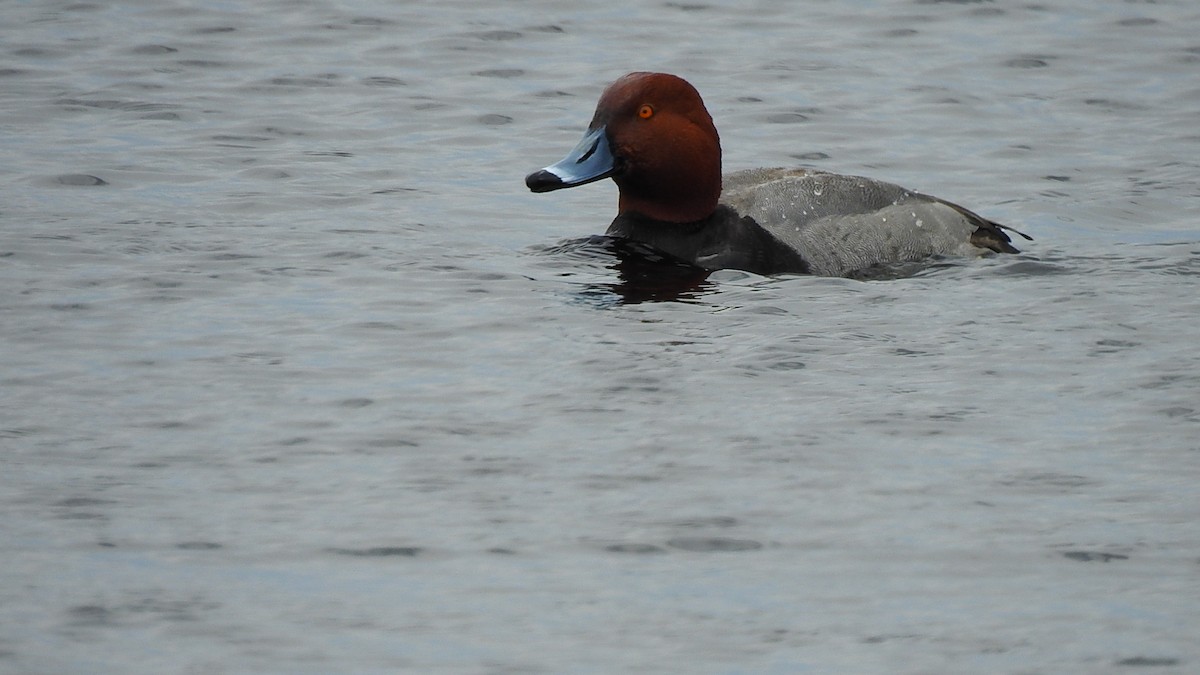 Redhead - Mike Ellery