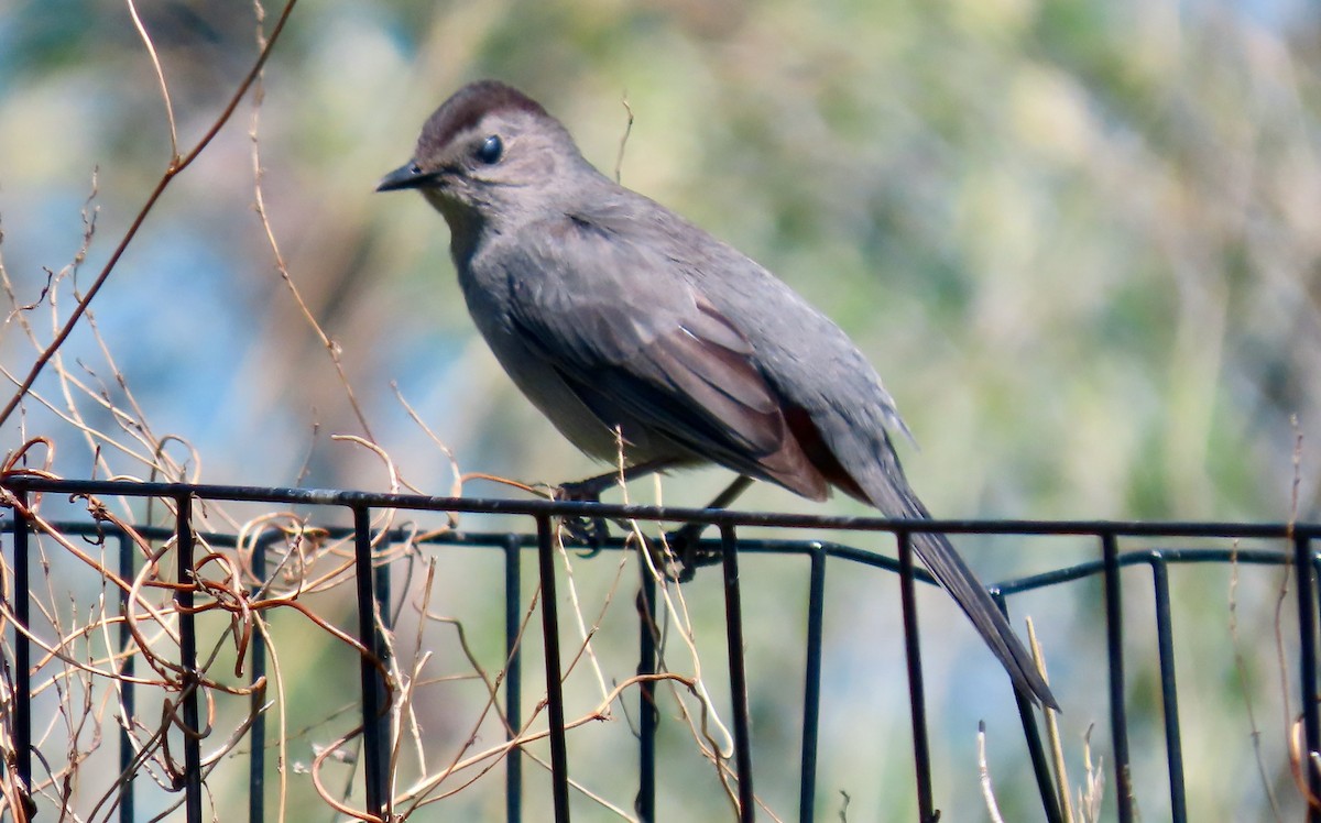 Pájaro Gato Gris - ML570308641