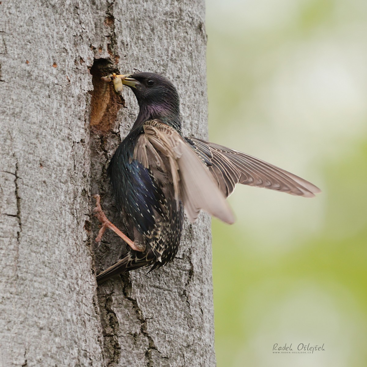 Шпак звичайний - ML570308871