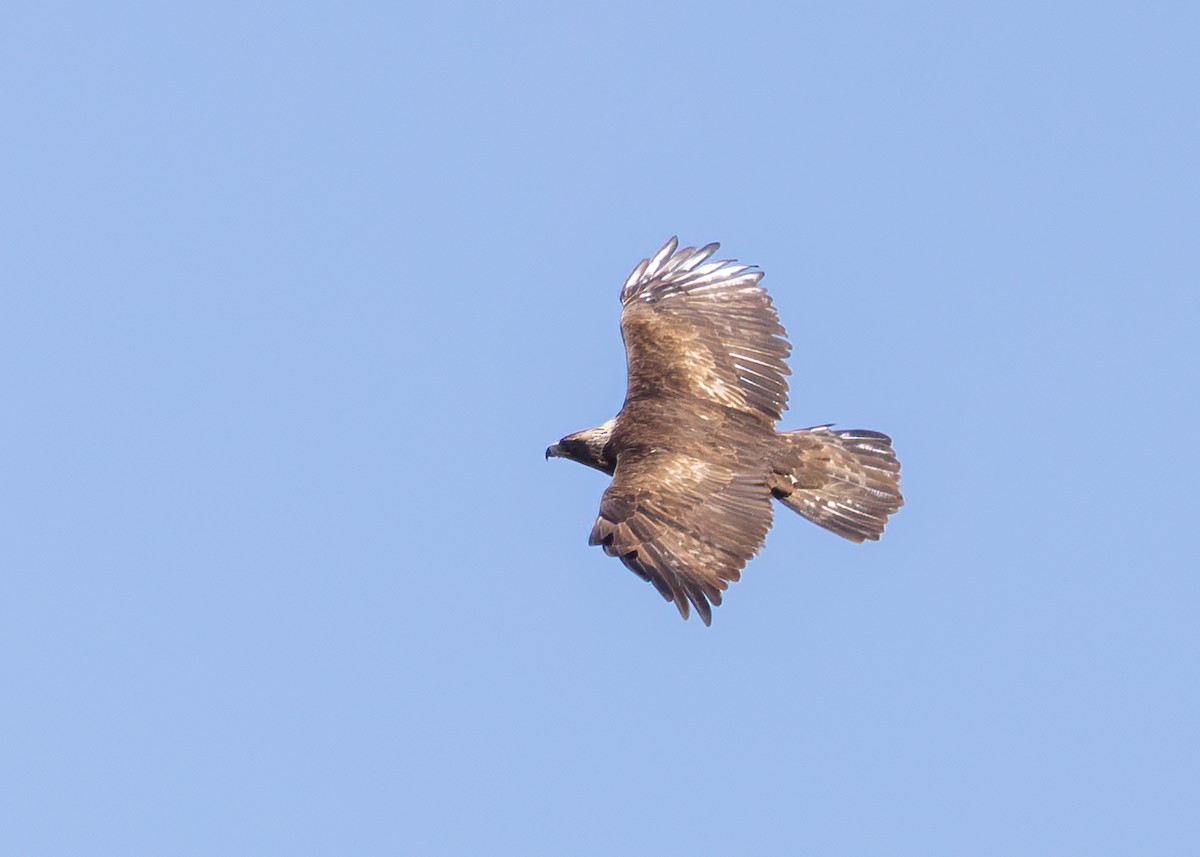 Golden Eagle - ML570309721